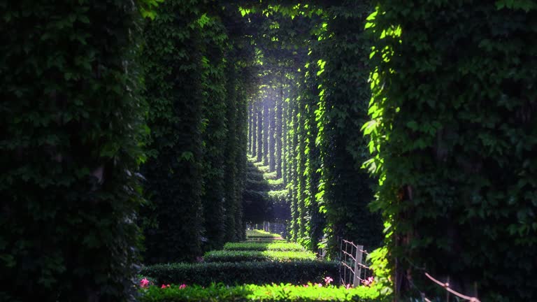 The Green Corridor of Chengdu Second Ring Road