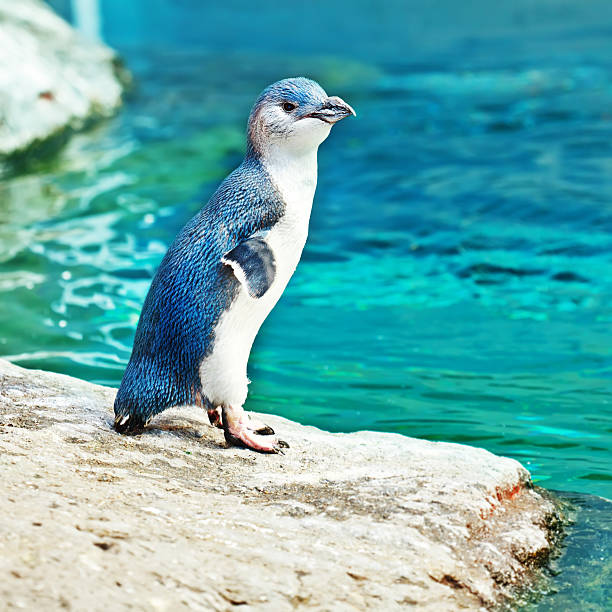 Blue penguin stock photo