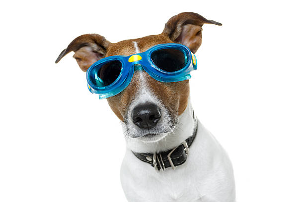 istock Small brown and white dog wearing blue swimming goggles 156376844