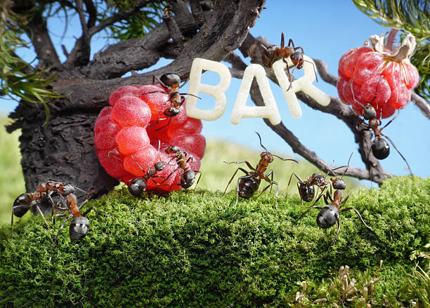 istock ants juicy fruit fresh bar in anthill 156376993