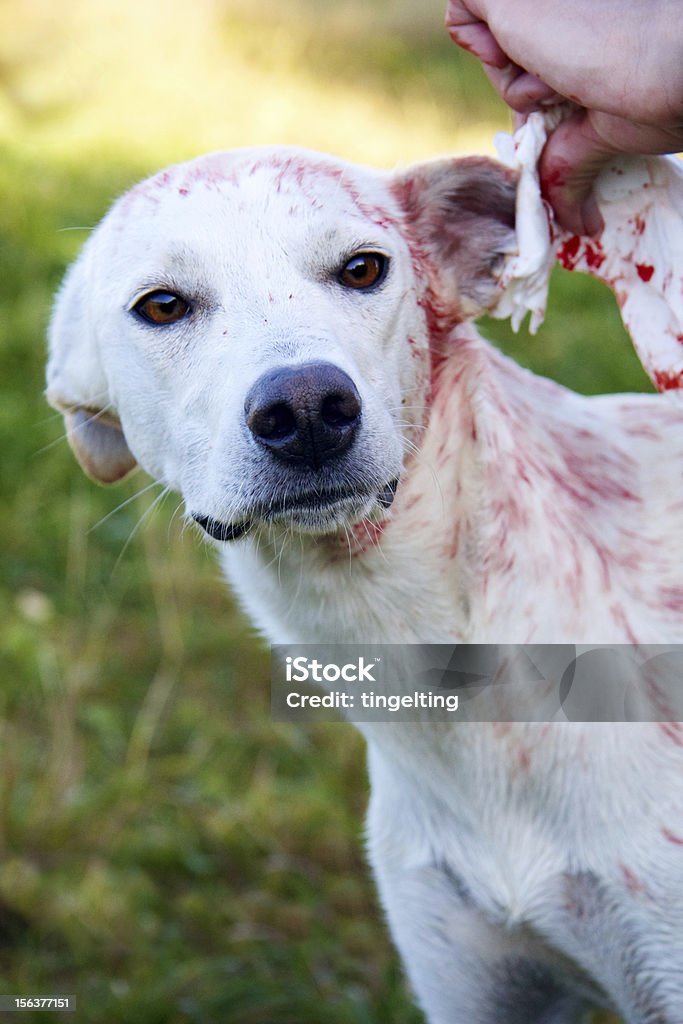 red and white injured dog Dog Stock Photo