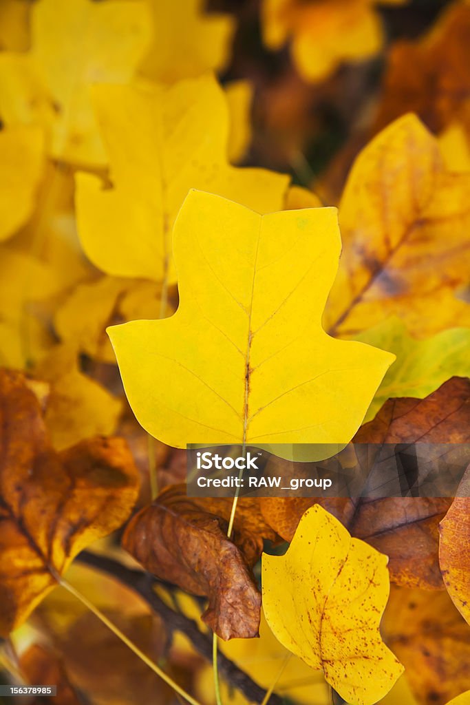 黄秋の葉の葉のバックグラウンド - オレンジ色のロイヤリティフリーストック�フォト