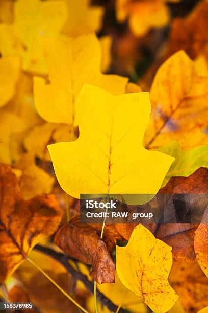黄秋の葉の葉のバックグラウンド - オレンジ色のストックフォトや画像を多数ご用意 - オレンジ色, カラフル, クローズアップ
