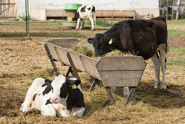 Beef cattle grazing at feeding free stall lined up in a row in a modern barn house. High resolution image with plenty of copy space and selective focus technique, some Aberdeen Angus animals as a foreground.