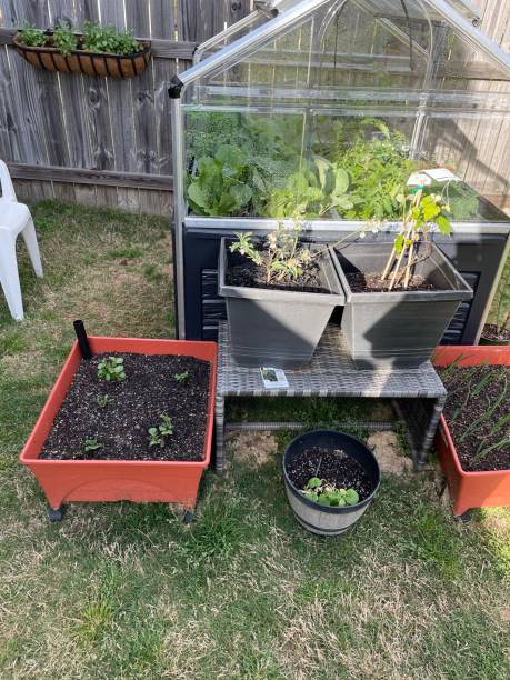 istock Pot gardening and greenhouse 1563803796