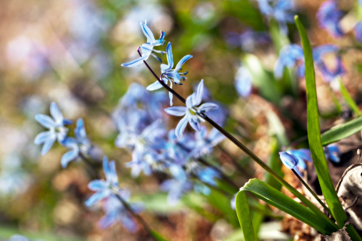 Siberian squill (Scilla siberica), also known as wood squill or spring beauty, is a bulbous perennial native to Siberia flowering in early spring. It naturalizes rapidly from seed.