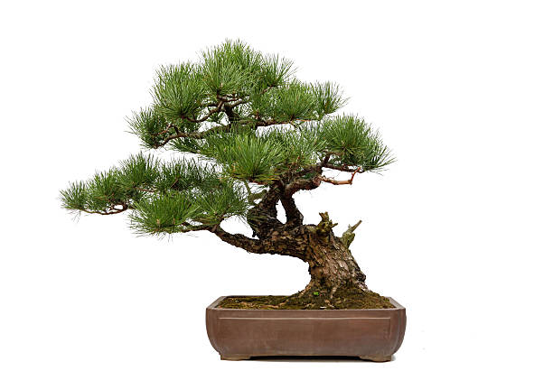 istock Bonsai tree in ceramin pot isolated on white 156381110