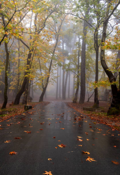 istock Empty road in autumn with trees and leaves on the ground after rain. Fall tranquil scenery in the forest. 1563828270