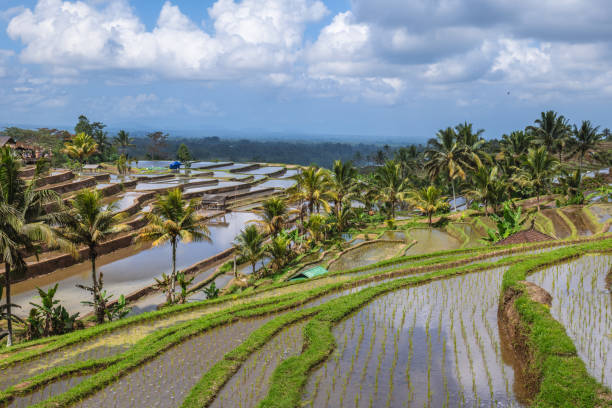 istock Jatiluwih rice terrace in Bali, Indonesia 1563830186