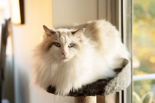 istock Portrait of Ragdoll cat 1563830328