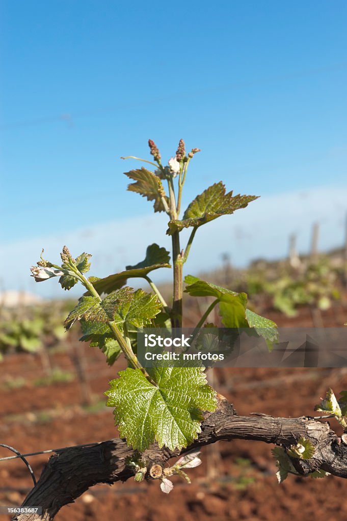 Bud di pausa - Foto stock royalty-free di Affari finanza e industria