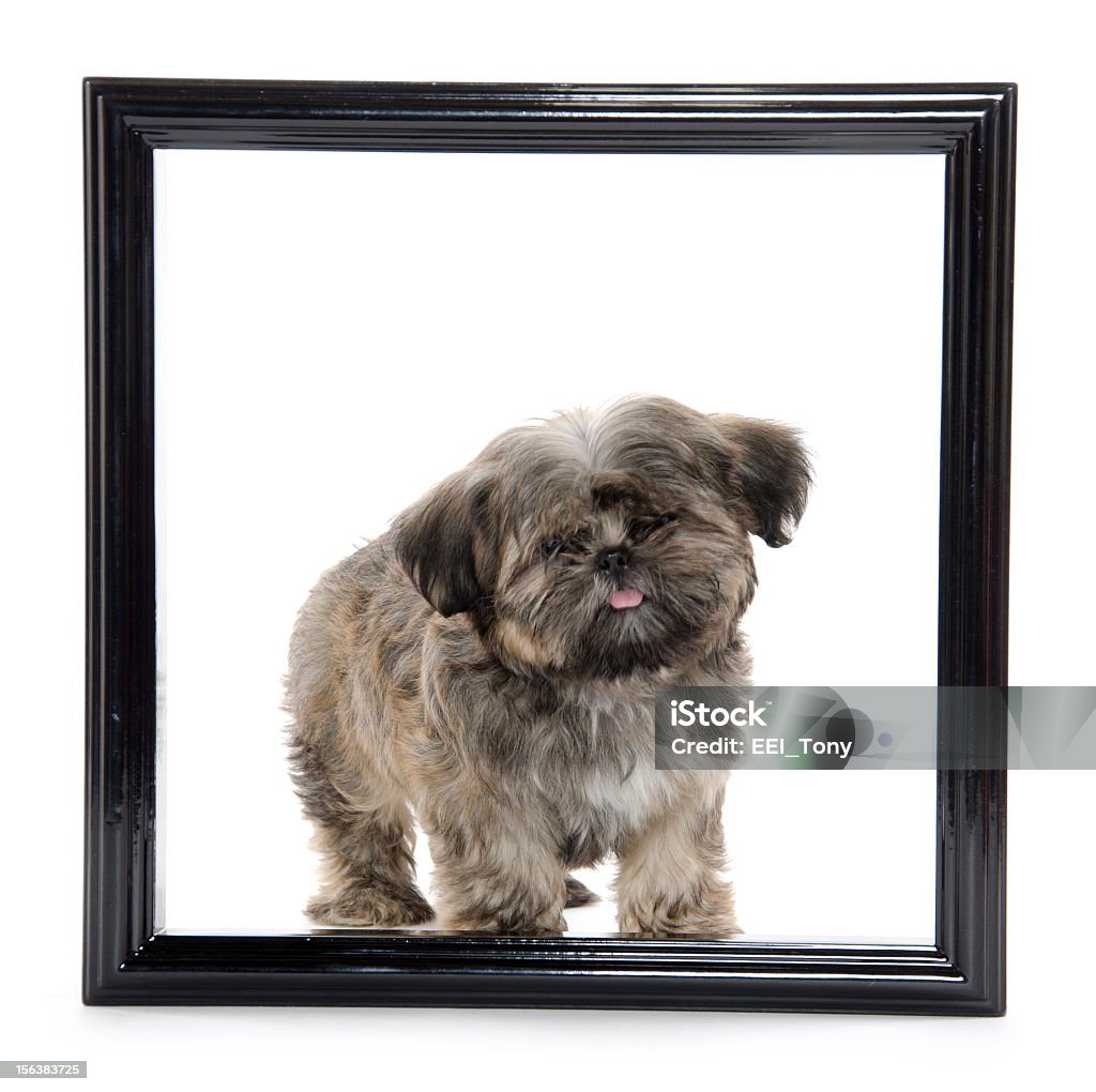 shih tzu Welpen in Bilderrahmen - Lizenzfrei Bilderrahmen Stock-Foto