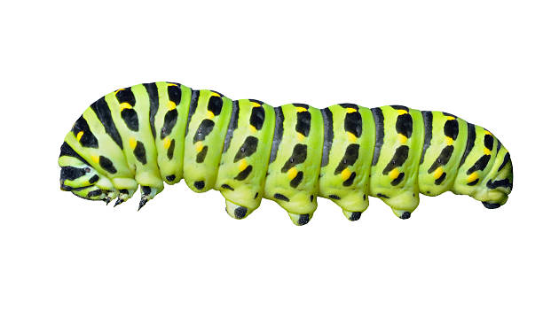 сaterpillar mit schwalbenschwanz - schwalbenschwanzfalter stock-fotos und bilder