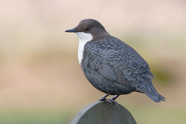 Eurasian White-fronted Dipper (C cinclus) Eurasian White-fronted Dipper (C cinclus) Amsterdamse Waterleidingduinen, the Netherlands. cinclidae stock pictures, royalty-free photos & images
