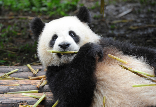 Giant panda bear eating bamboo leaves in nature reserve in China