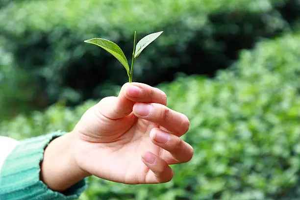 Photo of Tea Picker Hands