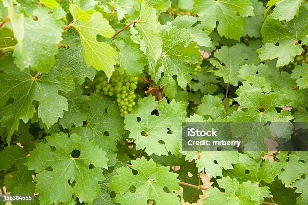 Verde Uvas En La Vid Foto de stock y más banco de imágenes de Agricultura - Agricultura, Aire libre, Alimento