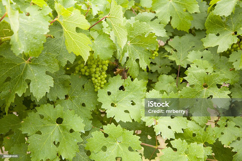 Verde uvas nas videiras - Foto de stock de Agricultura royalty-free