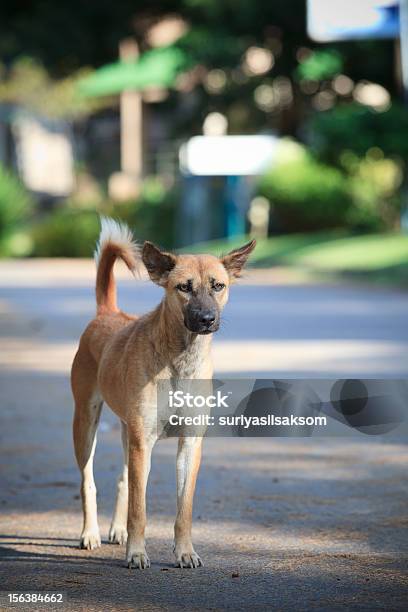 Rua Cachorro Pé Na Aldeia Road - Fotografias de stock e mais imagens de Animal - Animal, Animal de Estimação, Ao Ar Livre