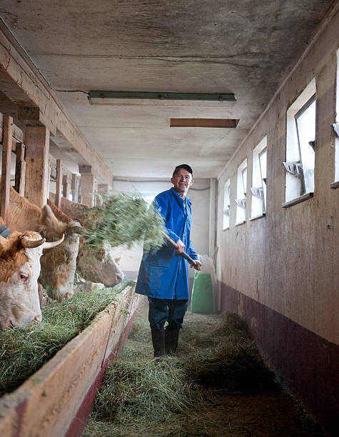 alimentazione vacche prodotti agricoli nel fienile - trough feeding five animals vertical foto e immagini stock