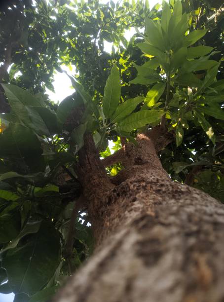 istock top view of mango tree through dark brown trunk 1563863751