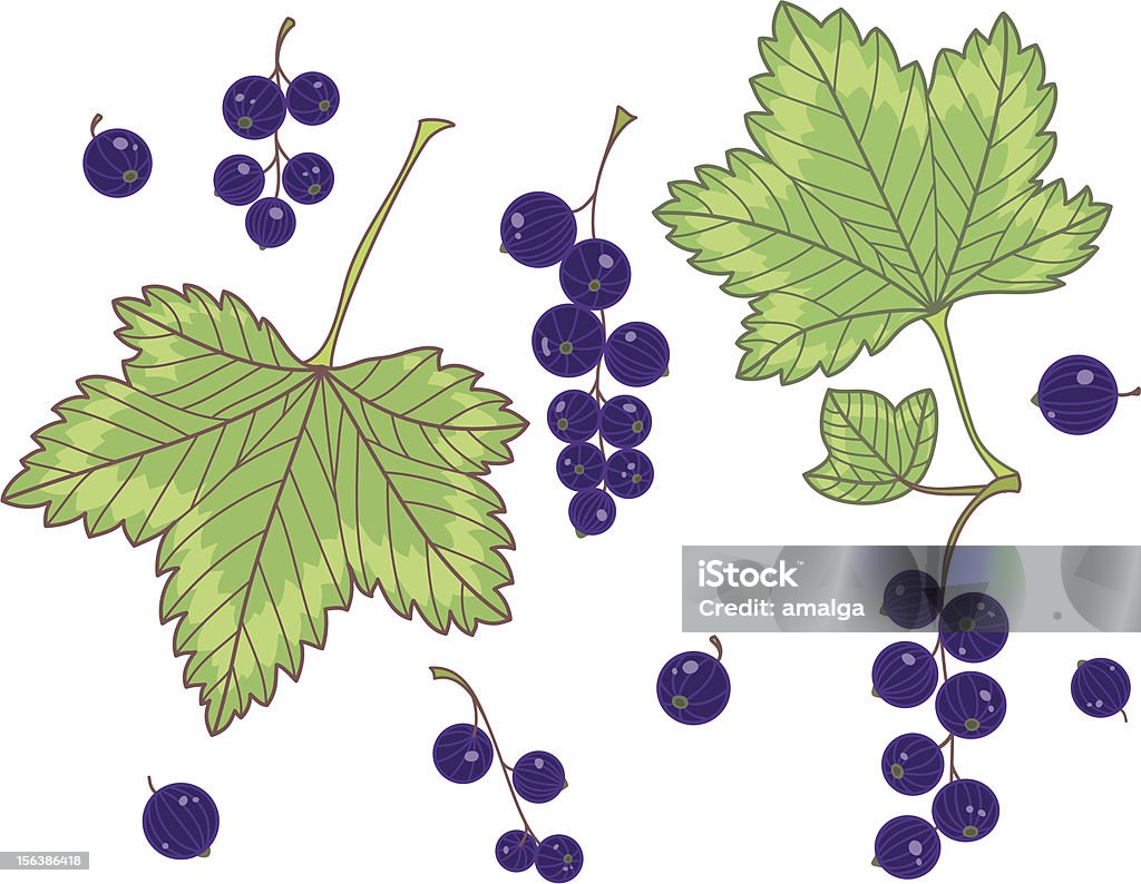 Black currants isolated Black currants isolated on white. Vector set. Agriculture stock vector