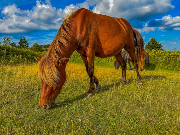 Wild pony at Grayson Highlands stock photo