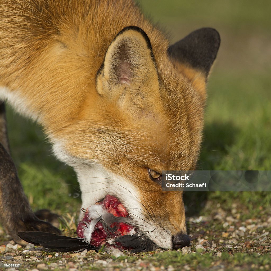 Red fox with a prey Red fox eating a prey. Alertness Stock Photo