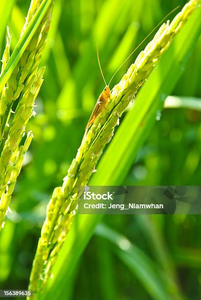 Reisfeld In Thailand Stockfoto und mehr Bilder von Agrarbetrieb - Agrarbetrieb, Ernten, Extreme Nahaufnahme