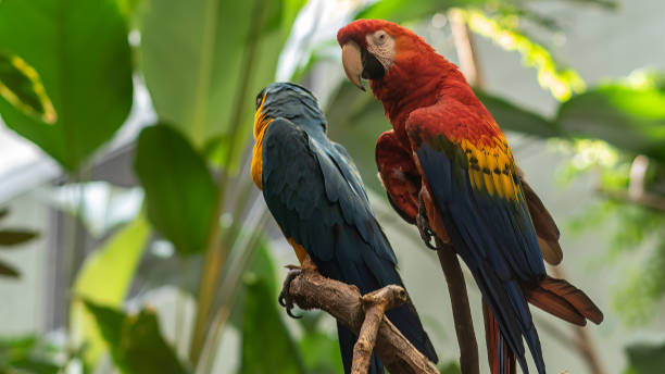 istock Red Macaw and Ara Bleu_1 1563898953