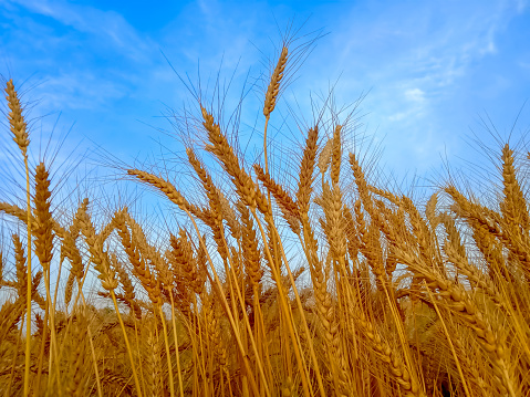 Golden wheat crop new premium photo
