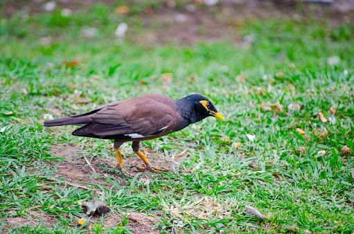 Indian or Common Myna bird walking on the green grass, is a bird in the family Sturnidae, native to Asia.