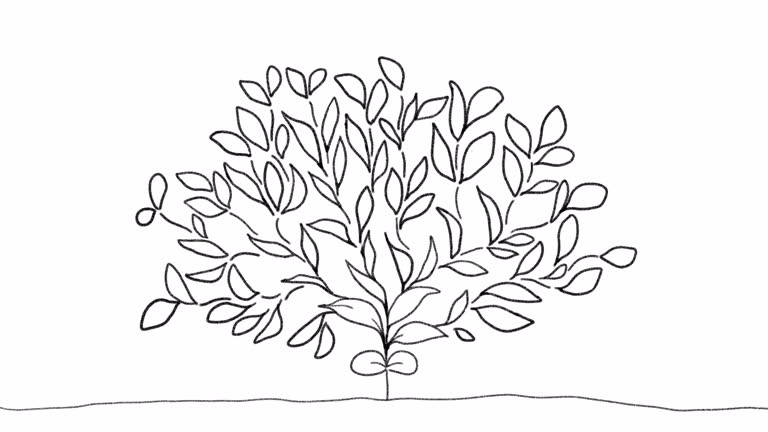 Animation of a plant growing