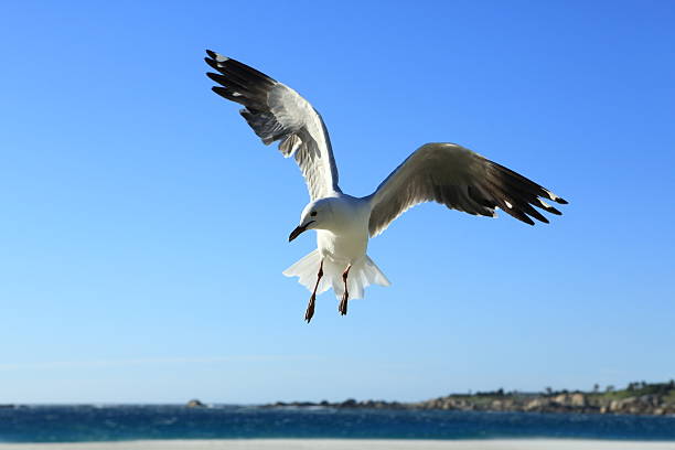 approaching seagull stock photo