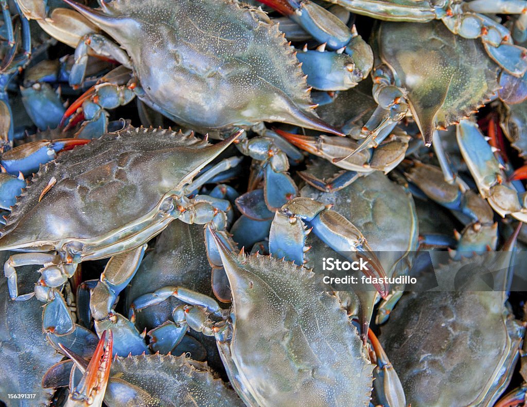 Azul Crabs para la venta-Arthur Avenue - Foto de stock de Cangrejo azul libre de derechos