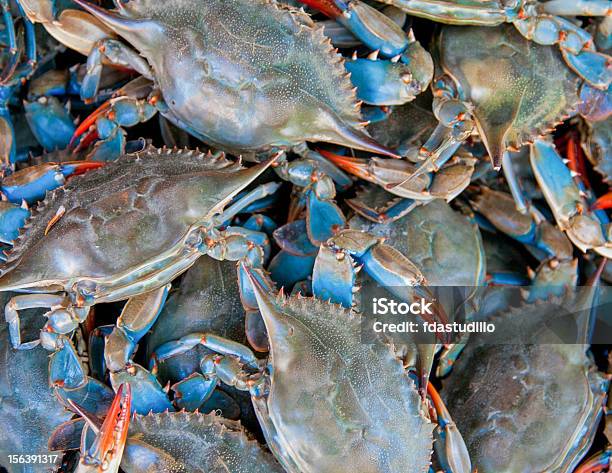 Azul Crabs Para La Ventaarthur Avenue Foto de stock y más banco de imágenes de Cangrejo azul - Cangrejo azul, Mercado de pescado, Pescado y mariscos