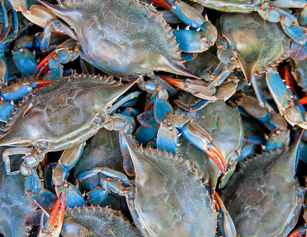 Blue Crabs for Sale - Arthur Avenue stock photo