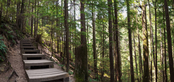 istock Wooden hiking trail in forest with tall trees. 1563913652