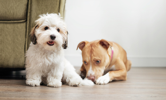 Relaxed multi-pet household, adopting puppy,  dog bonding time. 16 weeks old female Havanese and female Boxer Pitbull. Selective focus.