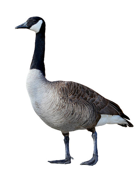 istock Canadian Goose isolated on white 156391548