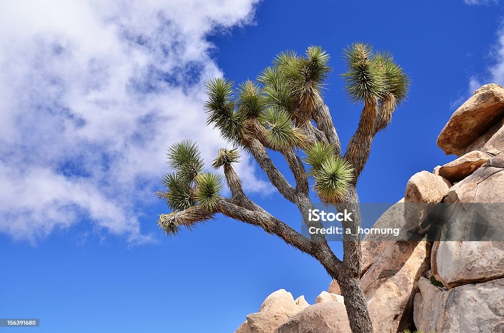 Joshue Baum und Felsen in der Wüste – detail - Lizenzfrei Ausgedörrt Stock-Foto