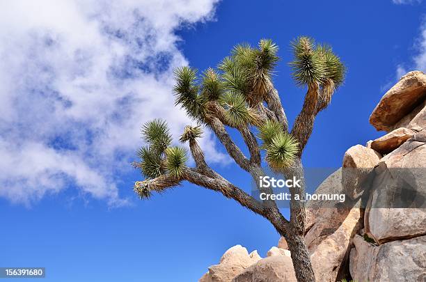 Joshue Baum Und Felsen In Der Wüste Detail Stockfoto und mehr Bilder von Ausgedörrt - Ausgedörrt, Baum, Blau