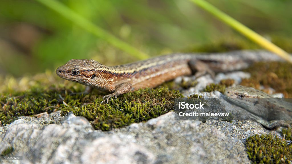 Lézard de sable - Photo de Adulte libre de droits