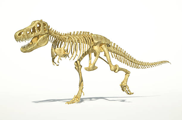 istock T-Rex dinosaur full skeleton, photo-realistic. 156391768