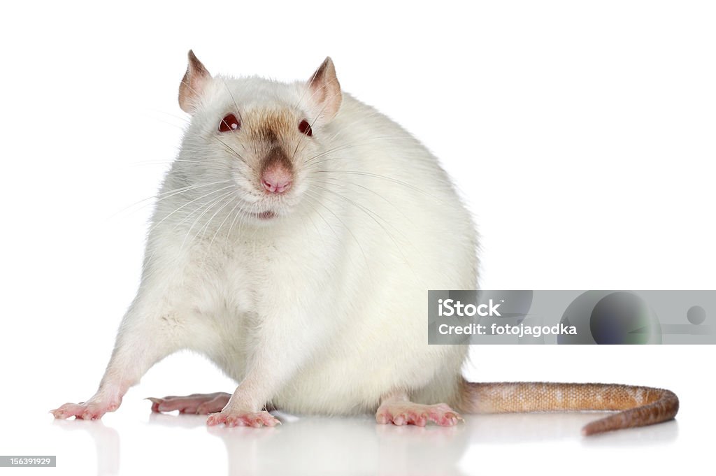 Ratte auf weißem Hintergrund - Lizenzfrei Braun Stock-Foto