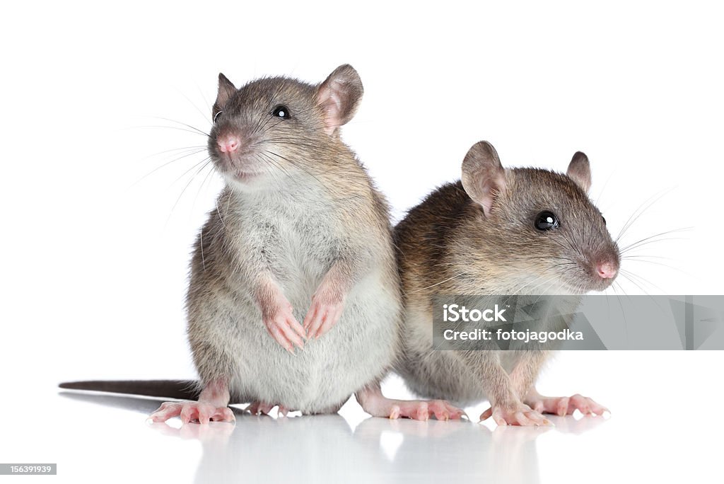 Rats on white background Two rats posing on a white background Rat Stock Photo