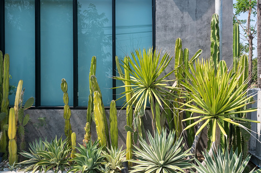 Tall cactus and green plant decoration by window. Home garden decoration. Modern exterior design.