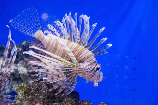 Beautiful big red Lionfish swiming with blue background in aquarium
