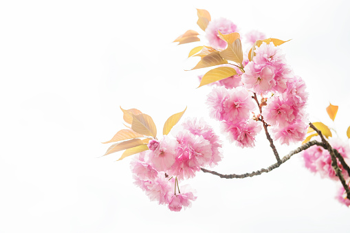 Cherry kanzan blooming or pink sekiyama sakura blossom isolated on white background. Famous Japan symbol in spring season.
