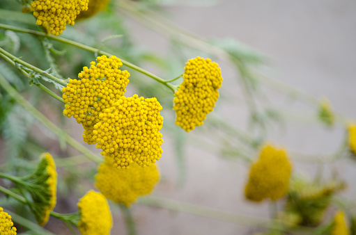 Beautiful yellow bunch of Achillea filipendula flower in a spring season at a botanical garden, the image in selective focus.